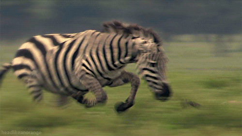 动物世界惊天逆转，斑马追着猎豹奔跑动态图