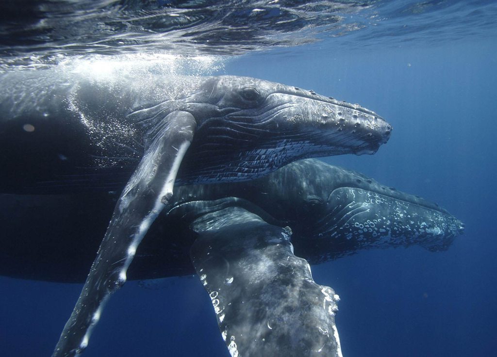 鲸鱼精彩镜头欣赏