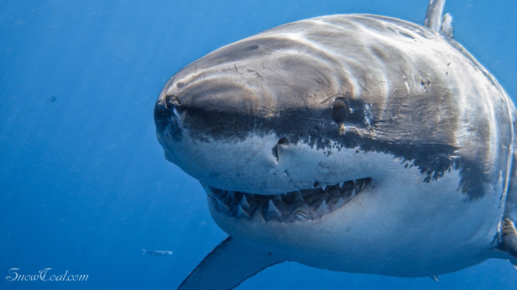 记录凶猛的鲨鱼精彩瞬间,一起保护这么漂亮的动物,动物鲨鱼动物保护