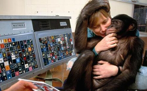 原来黑猩猩记忆能力完全超越过我们人类[4]