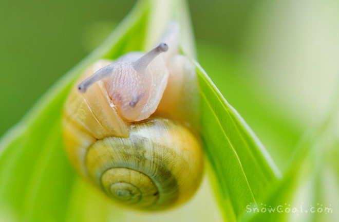 蜗牛,摄影动物蜗牛