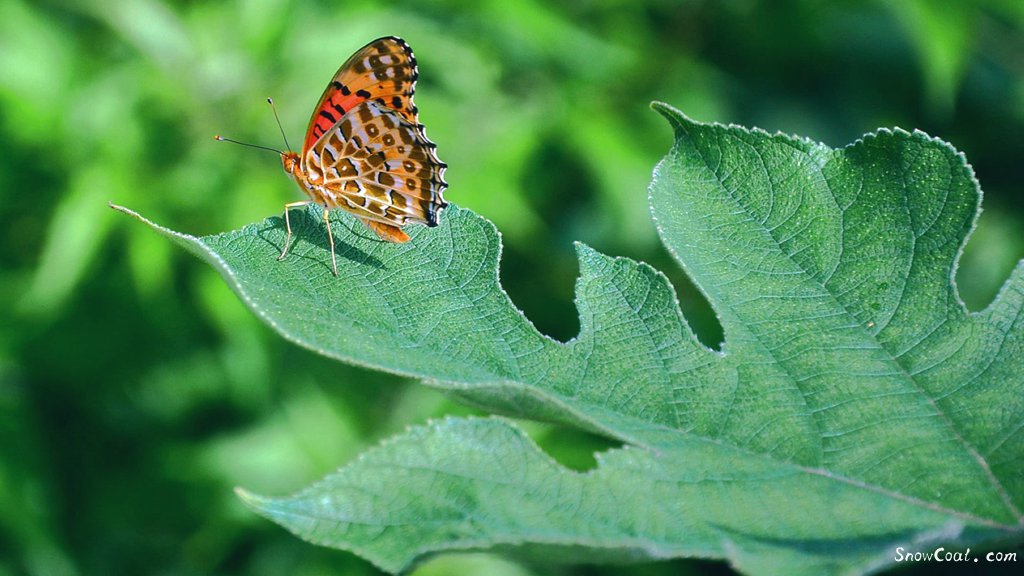高清图片,优雅的蝴蝶[2],动物摄影蝴蝶