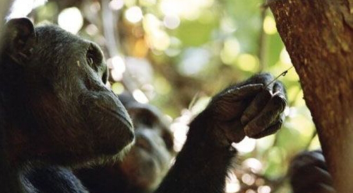 原来黑猩猩记忆能力完全超越过我们人类[2]