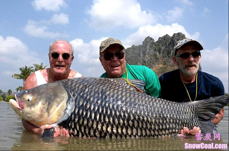 盘点世界上钓到的最大的鱼[6],钓鱼世界上最大的鱼趣