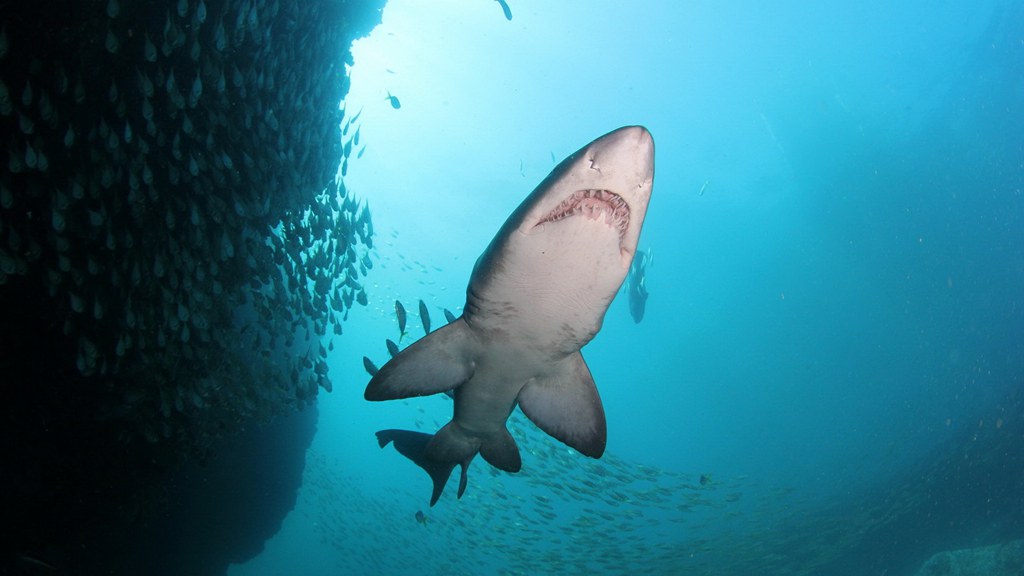 记录凶猛的鲨鱼精彩瞬间,一起保护这么漂亮的动物[5],动物鲨鱼动物保护