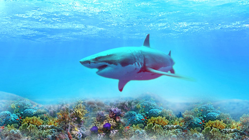 记录凶猛的鲨鱼精彩瞬间,一起保护这么漂亮的动物[3],动物鲨鱼动物保护
