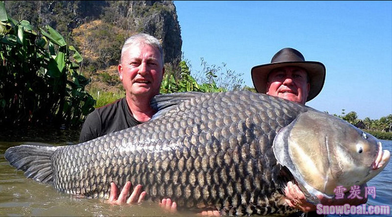 盘点世界上钓到的最大的鱼[9],钓鱼世界上最大的鱼趣