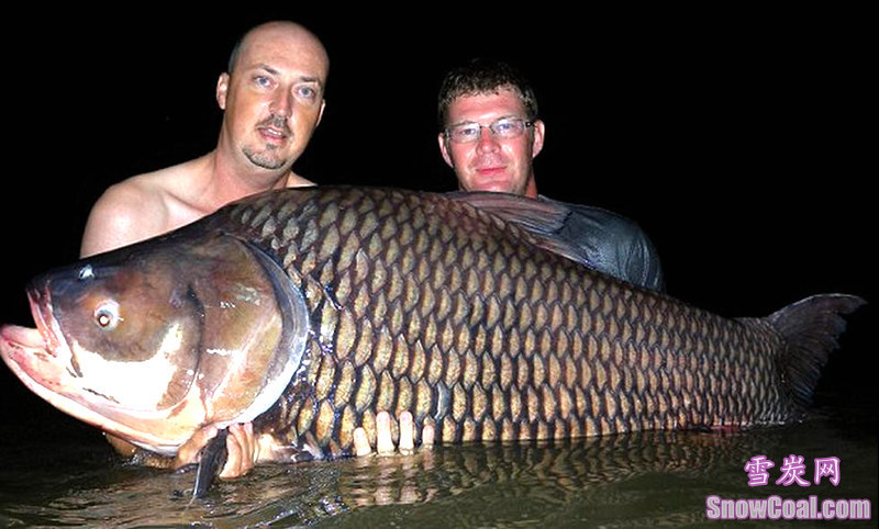 盘点世界上钓到的最大的鱼[5],钓鱼世界上最大的鱼趣